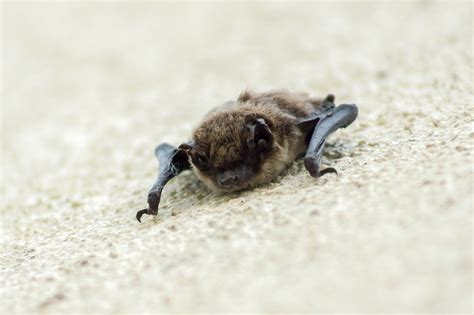 40000 Free Flying Bats And Bat Images Pixabay