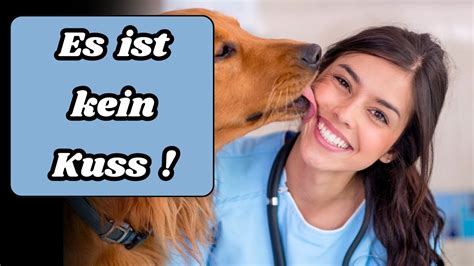 15 Mythen über Hunde einfach nicht stimmen Was Sie wirklich über