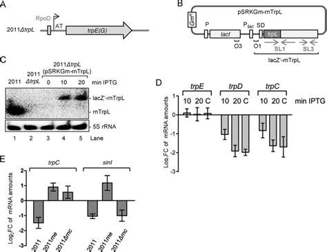 Transcription Attenuation Derived Small RNA RnTrpL Regulates Tryptophan