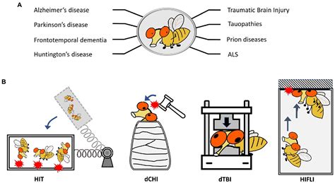 Frontiers Drosophila Melanogaster As A Model To Study Age And Sex