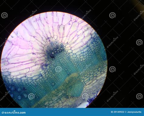 Close Up Of Plant Cell Stock Photo Image Of Microscopic 29149922