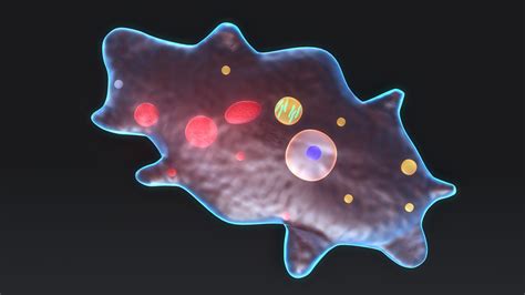 3d Amoeba Protists Organism