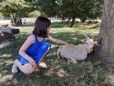 Caresser les animaux à la ferme de Gally Saint Cyr lEcole 78 Ferme