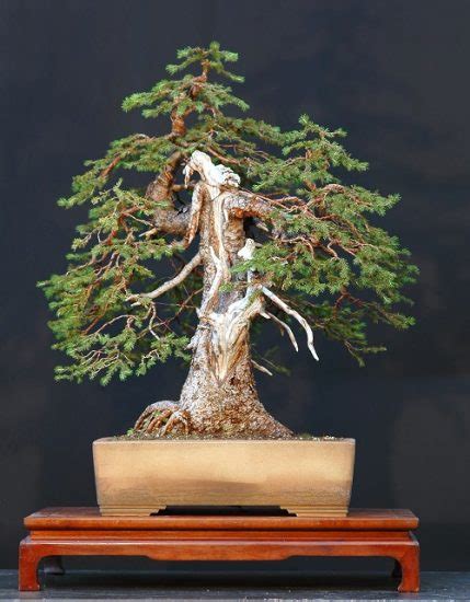 26 Best Norway Spruce Bonsai Pictures | Balcony Garden Web