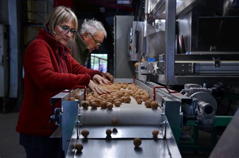 Isère La récolte de la noix de Grenoble a débuté