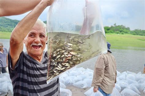 Gobierno De Sinaloa Impulsa La Pesca En La Presa Sanalona Con La