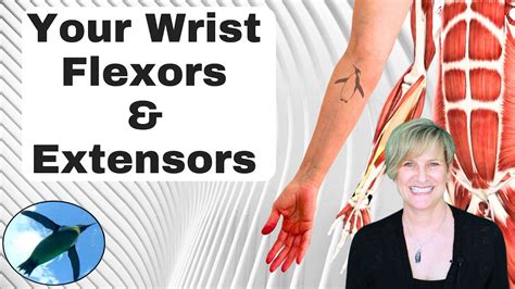 Your Wrist Flexors And Extensors YouTube