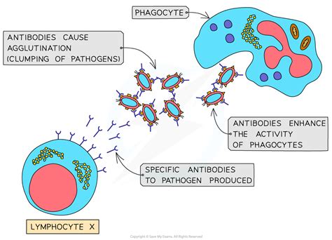 Aqa A Level Biology复习笔记2 5 9 Antigen Antibody Complex 翰林国际教育