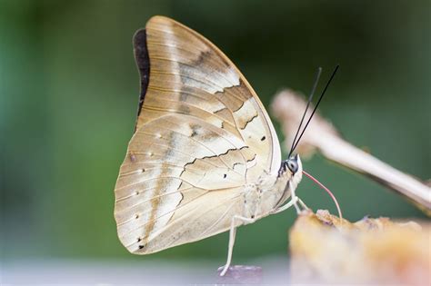 Mariposa Tropical Exótico Foto gratis en Pixabay Pixabay