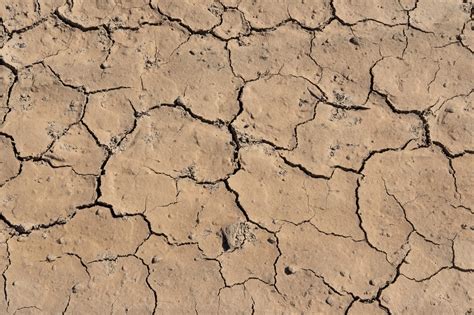 The Effect Of Soil Degradation On Human Animal And Plant Health