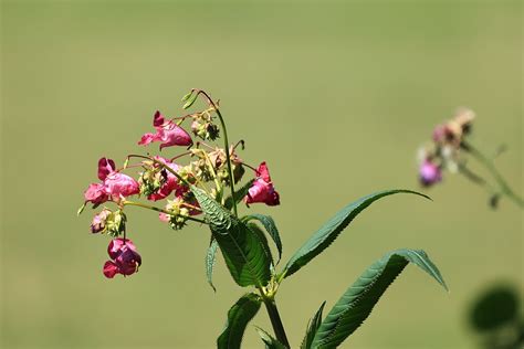 Orchidées Fleurs Plantes Lumière Photo gratuite sur Pixabay