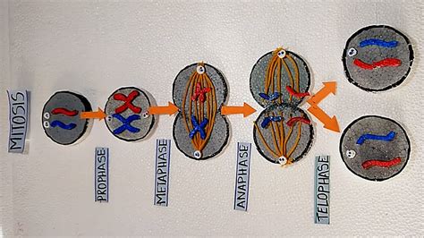 Cell Division Stages Youtube Cell Division