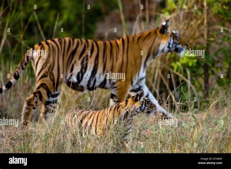 Female Bengal Tiger Panthera Tigris Tigris Its Cub Walking In Bandhavgarh National Park Umaria