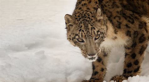 Amur Leopard Wikiamurleopard Triple D G Flickr