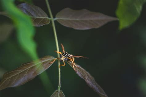 Reasons Why Pest Control is Essential for Your Home - DGM News 