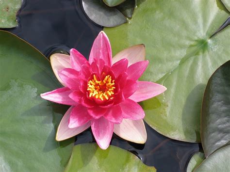 Seerose Nymphaea Attraction Seerosenwelt Shop De