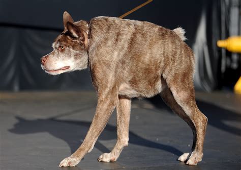Short-Spined Dog From Florida Wins World’s Ugliest Dog Contest | KTLA