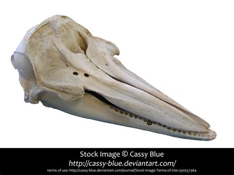 Dolphin Skull Stock By Cassy Blue On Deviantart