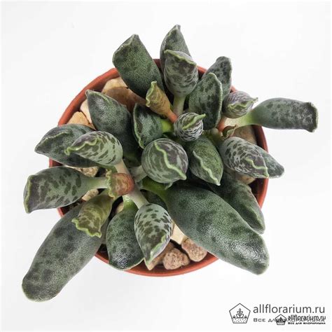 Адромисхус Фестивус - Adromischus Festivus - Доставка по России