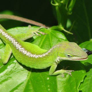 Green Anole Facts and Pictures