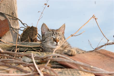 1920x1080 Wallpaper Gray Tabby Cat Peakpx