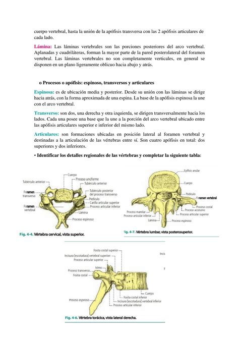 Solution Huesos De La Columna Vertebral Y T Rax Gu A Studypool