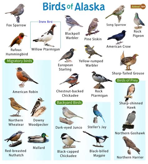 List Of The Common Birds Found In Alaska Facts With Pictures