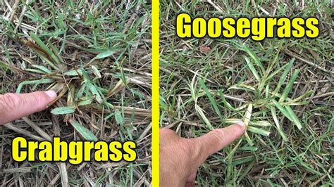 Lawn Weeds Goosegrass Crabgrass And Drought Watering Lawns Youtube