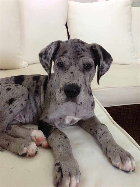 What Makes the Great Dane and English Mastiff Mix Stand Out Today? - Better Building