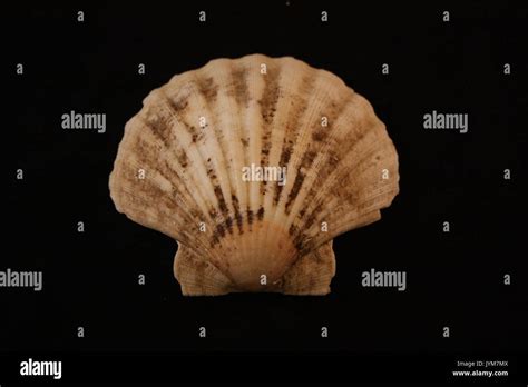 Scallop Shape Hi Res Stock Photography And Images Alamy