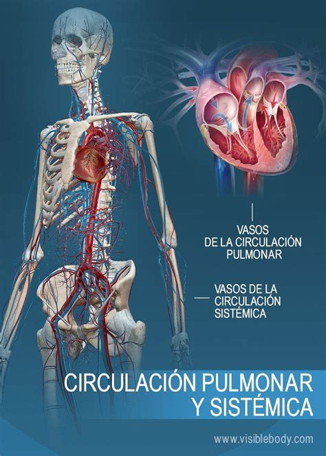 Sistema Circulatorio Slide Set