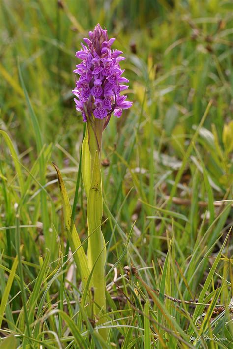 Early Marsh Orchid Dactylorhiza Incarnata Dactylorhiza I Flickr