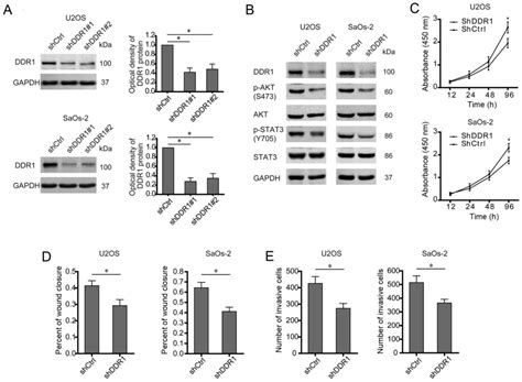 E F Silencing Inhibits Migration And Invasion Of Osteosarcoma Cells