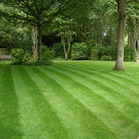 Professional Lawncare Services Trugreen Epsom