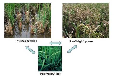 Tnau Agritech Portal Crop Protection