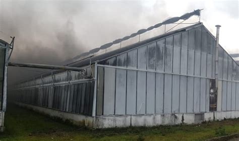 Incendio In Una Serra A Piancastagnaio Mila Piante Bruciate Gonews It