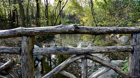 NYC Parks Dept Unveils First-of-its-Kind Tree Map Integrating Live Forestry Data for Nearly One ...