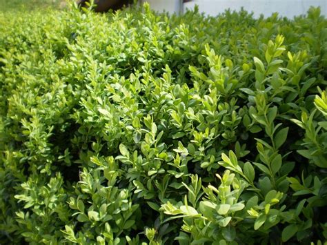 Buxus sempervirens el boj común de los jardines y patios Arbustos de