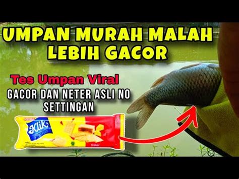 Umpan Ikan Mas Super Viral Super Neter Super Gacor Langsung Tes