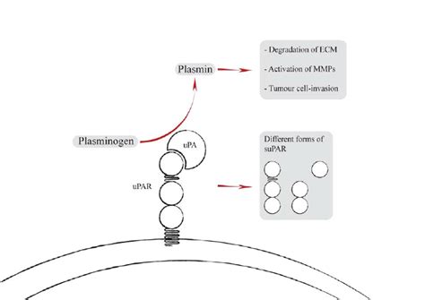 The Urokinase Plasminogen Activator System The Upar On The Cell