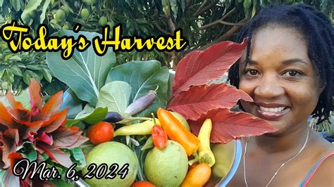 Today S Harvest I Grow A Massive Abundance Of Food In My Jamaican