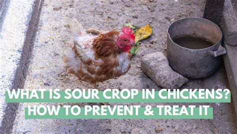 What Is Sour Crop In Chickens How To Prevent Treat It Eco Peanut