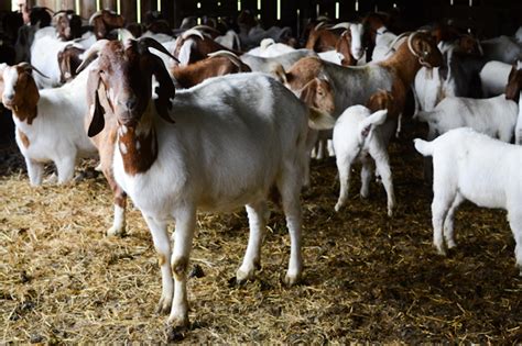 Starting Goat Farming Business Plan Pdf Startupbiz Global