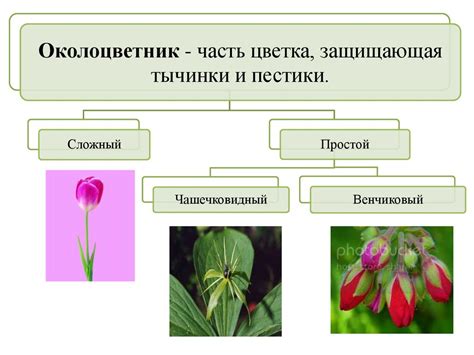 Генеративные органы растения цветок Лекция №7 презентация онлайн