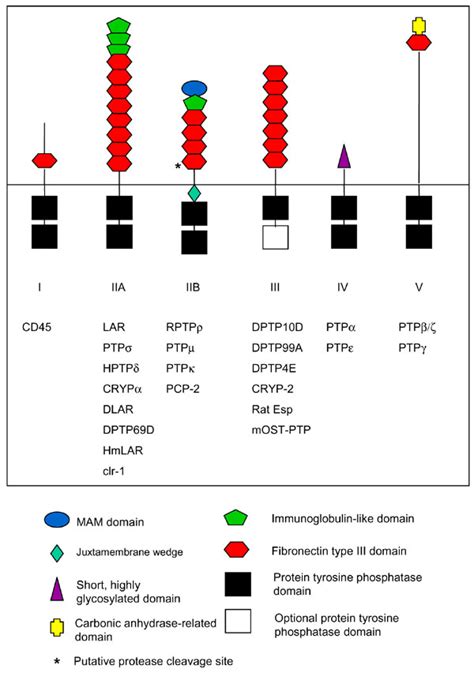 Domain Structure Of The Receptor Like Protein Tyrosine Phosphatase