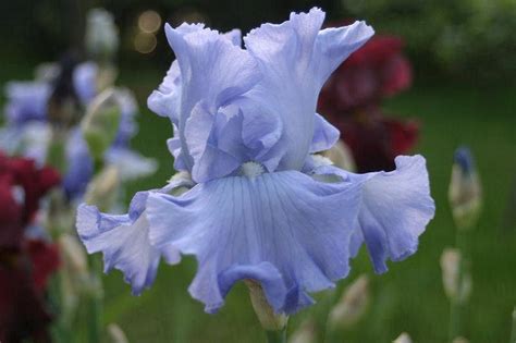 Tall Bearded Iris Iris Color Me Blue In The Irises Database