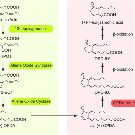 Biosynthesis Of Jasmonic Acid Through The Octadecanoid Pathway [adapted Download Scientific