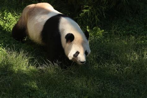 Panda Cub Mysteriously Passes Away at National Zoo