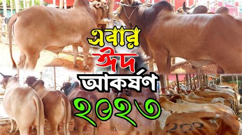 এবারঈদআকর্ষণ আজ৫জুব বড়সাইজেরশাহীওয়ালগরুরদামজানুনকুমিল্লার