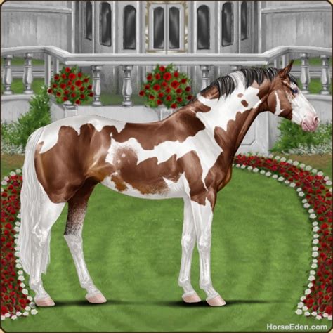 Horse Eden I Finally Got My Colorful Tobi Sh Boy
